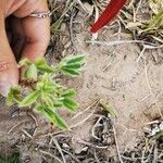 Lupinus argenteus Fuelha