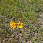 Helianthus occidentalis Květ