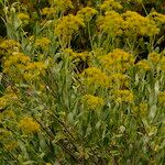 Bupleurum fruticosum Folha