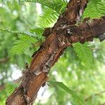 Metasequoia glyptostroboides چھال