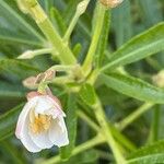 Choisya ternata Flower