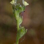 Linaria arenaria Frukt