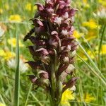 Anacamptis coriophora Květ