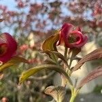 Cornus florida Květ