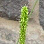 Setaria verticillata Blüte