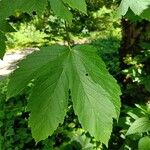 Acer pseudoplatanusЛист