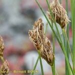 Carex stenophylla Ovoce