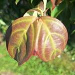 Cornus kousa 叶