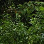 Muhlenbergia huegelii ശീലം