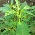 Ludwigia erecta Blatt