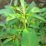 Ludwigia erecta Leaf