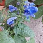 Salvia guaraniticaFlower