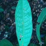 Protium opacum Hoja