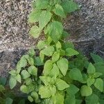 Parietaria floridana Hoja