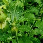 Campanula alliariifolia Blatt