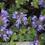 Veronica nummularia Habit