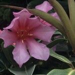 Rhododendron leucogigas Bloem
