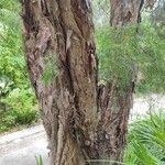 Melaleuca linariifolia Bark