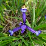 Iris sintenisii Flower