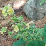 Salvia glutinosa Blüte