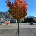 Amelanchier canadensis Celota