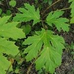 Heracleum sosnowskyi List