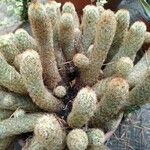 Mammillaria elongata Лист