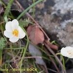 Crocus cancellatus অভ্যাস