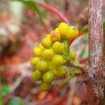 Comptonella oreophila Fruit