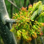 Fraxinus latifolia Цветок