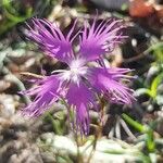 Dianthus hyssopifolius Blüte