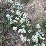 Symphyotrichum ericoidesFlor