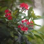 Jatropha integerrima Цветок