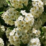 Spiraea cantoniensisVirág