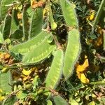 Crotalaria incana Leaf