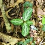 Chimaphila maculata Hoja