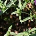 Galeopsis ladanum Leaf