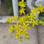 Sedum sarmentosum Flower