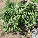 Silene hifacensis Habit