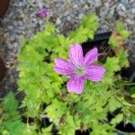 Geranium endressiiFlower