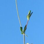 Ornithopus pinnatus Blüte