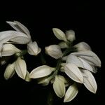 Toxosiphon lindenii फूल