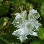 Echium italicum Floare
