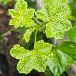 Malva verticillata Folio