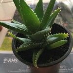 Aloe perfoliata Feuille