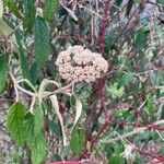 Viburnum rhytidophyllum Fiore