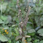 Cyathula prostrata Habitus