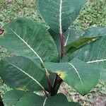 Salix magnifica Leaf