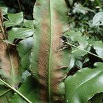 Coniogramme africana Hoja