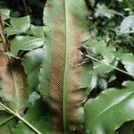 Coniogramme africana Leaf